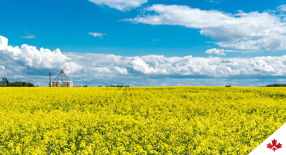 Vue panoramique aérienne d’un champ de canola en Saskatchewan avec un cerf sautant à travers les cultures des silos de stockage de fertilisants.